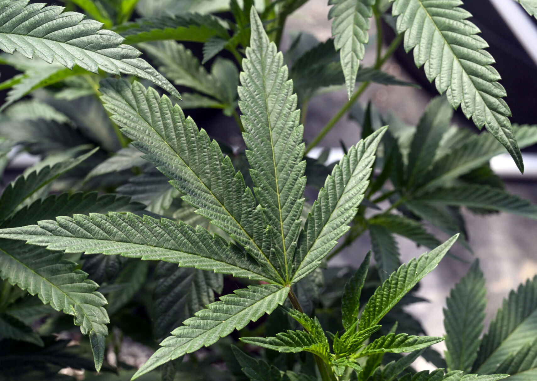 HHS Marijuana